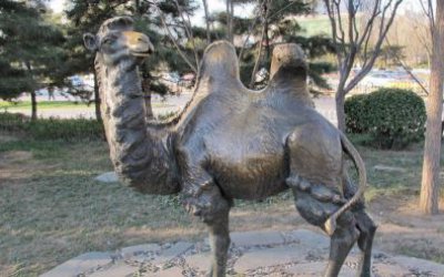 公園草地上擺放的回頭大玻璃鋼仿銅創意駱駝雕塑